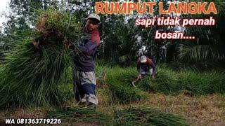 "RUMPUT ISTIMEWA,SEMUA LEMBU ATAU SAPI DI JAMIN SUKA.