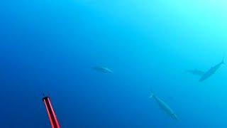 Spearfishing Coffs Harbour  - Saw a Great White Shark!