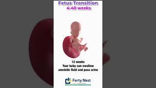 Journey of Embryo Growth - Ferty Nest #fertility #EmbryoTransfer #embryo #ivf #ivfjourney #pregnancy