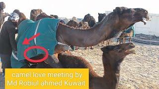 Camel of desert |camel of @Robiulahmedkuwait  |camel jump | camel voice  sounds Animals video|