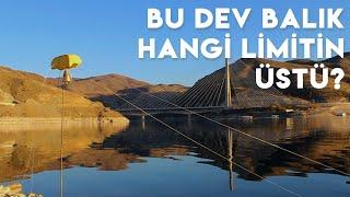 BALIK AVI - Limit üstü altı kalmadı Dev balığı kıyıya çektik ( trofe sazan avı 2021 )