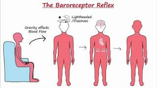 Baroreceptor Reflex