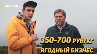 От 350 руб/кг - Как выращивать ягоду в центральной России. "Шуйские Ягоды"