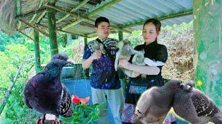 Completed the pigeon coop - the lovely pigeons were brought to the farm by Phong