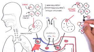 Oxygen - Haemoglobin Dissociation Curve - Physiology