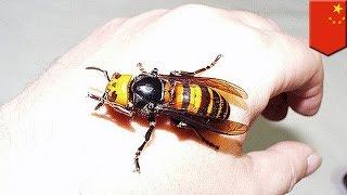 Asian giant hornets are deadly and should not be messed with - TomoNews