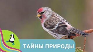  МНОГООБРАЗНАЯ ПРИРОДА НАШЕЙ ПЛАНЕТЫ  Тайны природы. Фильм в HD