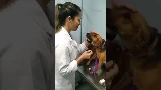 When a Dog LOVES his Vet Nurse 