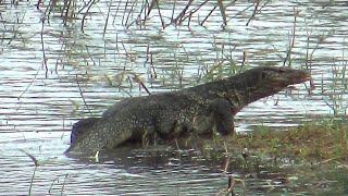 10 minutes to discover the terrestrial and aquatic fauna of Thailand