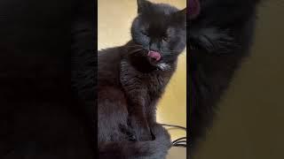 Lakshmy the Cat ️ Sweet and Cute Cat video 2025 ) New Funny cat video 2025 ) Sweet Saturday )))