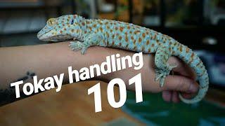 Tokay Gecko Handling Basics