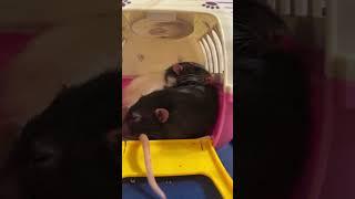 Крысяки пупсяки спят. #rat #крысы #животные #animal