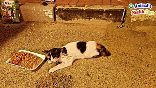 Please Stop Your Dogs! Poor stray cat tearfully beg a dog's owner but nothing happen