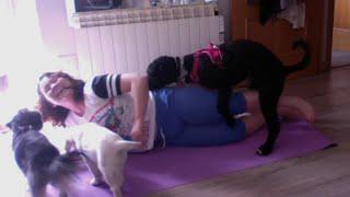 Dog Wants to Join Owner's Yoga Party 
