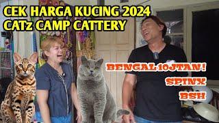 HARGA JUAL KUCING BENGAL DI CATTERY RUMAHAN & CEK HARGA KUCING RAS 2024 #kucingbengal #kucingbsh