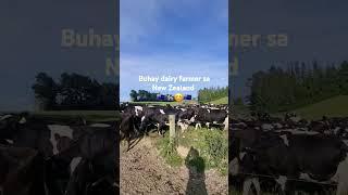 Buhay dairy farmer sa new zealand    @dairyfarmernz