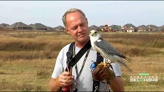 World Of Falconry Event