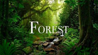 Forest 4K Nature Relaxation Film With Beautiful Relaxing Music, Meditation Music, Healing Music