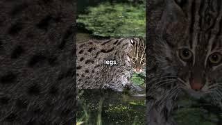 Fishing Cat | The Cat That Loves Water