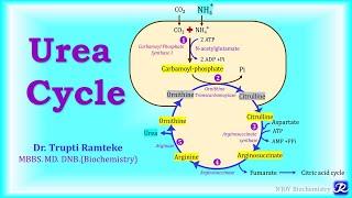 5: Urea Cycle | Amino Acid Metabolism | Biochemistry | N'JOY Biochemistry