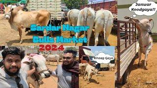 Sardar Nagar Bulls Market | Janwar Injured Hogaya | Best Heavy Sized Bulls | #2024 #sardarnagar