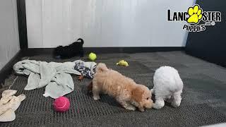 Energetic Maltipoo Puppies