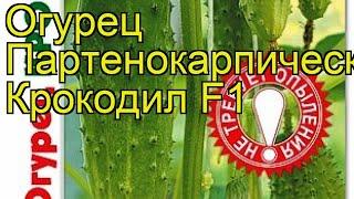 Огурец партенокарпический Крокодил F1. Краткий обзор, описание cucumis sativus Krokodil F1