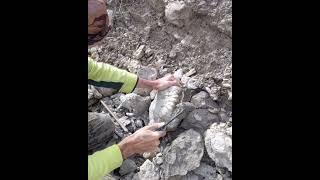 Texas ammonite reveal from Grayson Marl formation