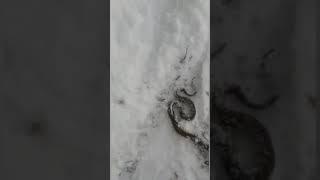 В Алматинской области обнаружили проснувшуюся змею среди снега...