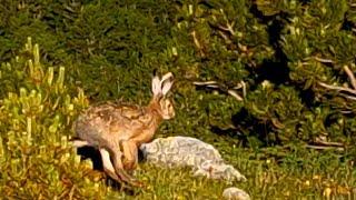 Caccia alla lepre di montagna SCOVO A PELO #caccia #hunting #tavşanavı