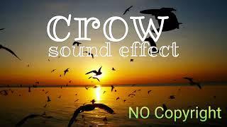 crow music || crow sound effect || no Copyright || crow background music || free || #crow