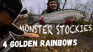 The MOST Golden Rainbows I EVER CAUGHT (PA Trout Fishing)