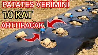 Patates Verimini 10 Kat Arttıran  Yöntem , An Unusual Potato Planting Method