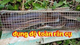 Nghề bẫy rắn mưu sinh kiếm tiền triệu trúng ngay ổ rắn siêu khủng@LậpSBGòCông