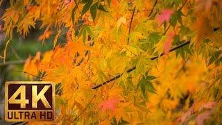 Last Days of Fall -  2 Hours - 4K UHD Relaxation Autumn Video with Nature Sounds - Part 1