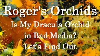 Is My Dracula Orchid in Bad Media? Let's Find Out