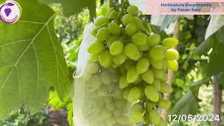 अंगूर की सभी क़िस्मो का अपडेट -12/05/2024 ( Grapes  farming), अंगूर की खेती