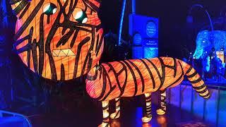 Vivid at Taronga Zoo 2018