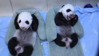 Toronto Zoo Giant Panda Cubs at 6 Weeks!