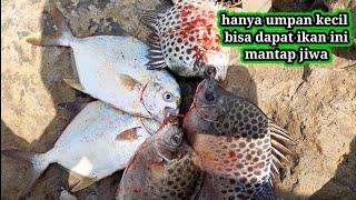 MANCING IKAN PINGGIRAN UMPAN UDANG KECIL