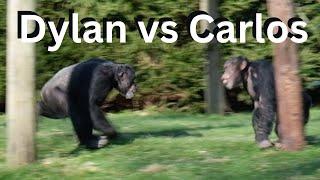 Chimpanzee Alpha Male Fight