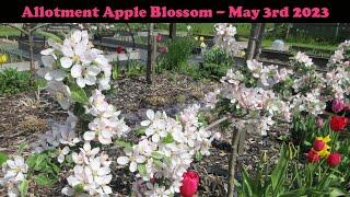 Espalier apple trees in full bloom - Saturn, James Grieve and Merton Knave