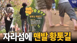 자라섬 경치를 맨발로 느낀다…맨발 황톳길 [가평] 딜라이브 뉴스