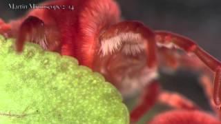 Giant Red Mites under the microscope!