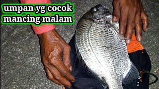 Mancing ikan pakai udang kupas!!! mancing pinggiran