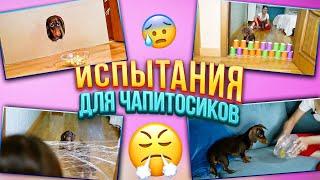 СЛОЖНЫЕ ИСПЫТАНИЯ ДЛЯ ЧАПИТОСИКОВ