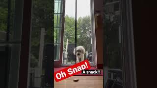 One of my favorite #dog finds a Magnetic screen door - and she found a snack