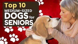 Top 10 Best Medium Sized Dogs for Seniors - Dogs 101