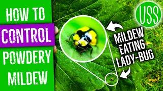 How To Control Powdery Mildew with Milk or Lady Bugs