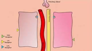 Estrogen & Progesterone Production by Thecal & Granulosa Cells